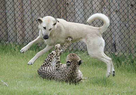 ALEXA AND SAHARA AT 10 YEARS OF AGE.猎豹撒哈拉和安纳托利亚牧羊犬Alexa，他们是好盆友.。❤