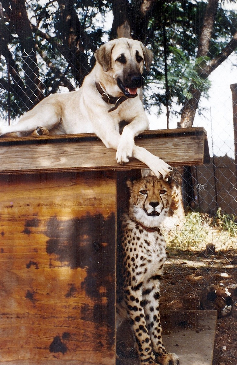  ALEXA AND SAHARA AT 10 YEARS OF AGE.猎豹撒哈拉和安纳托利亚牧羊犬Alexa，他们是好盆友.。❤