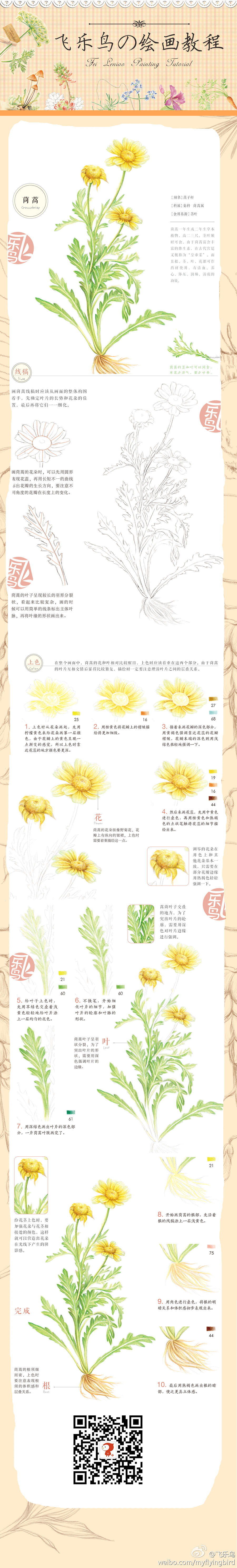 飞乐鸟教程——茼蒿