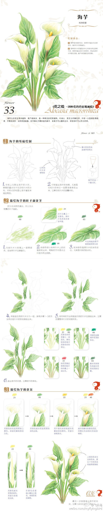 飞乐鸟教程——海芋