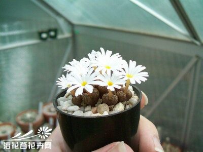 勋章玉Conophytum pellucidum