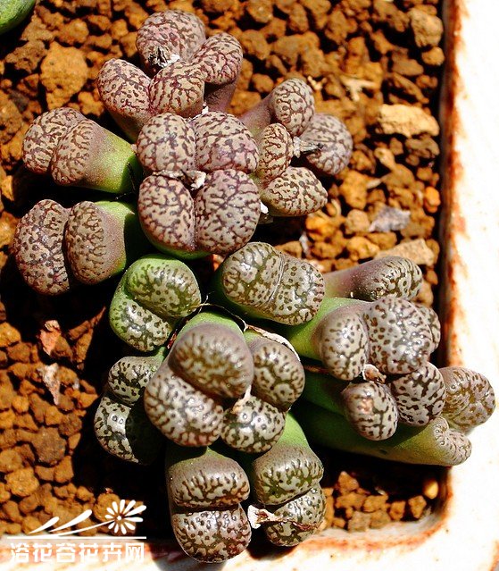 勋章玉Conophytum pellucidum neohalli