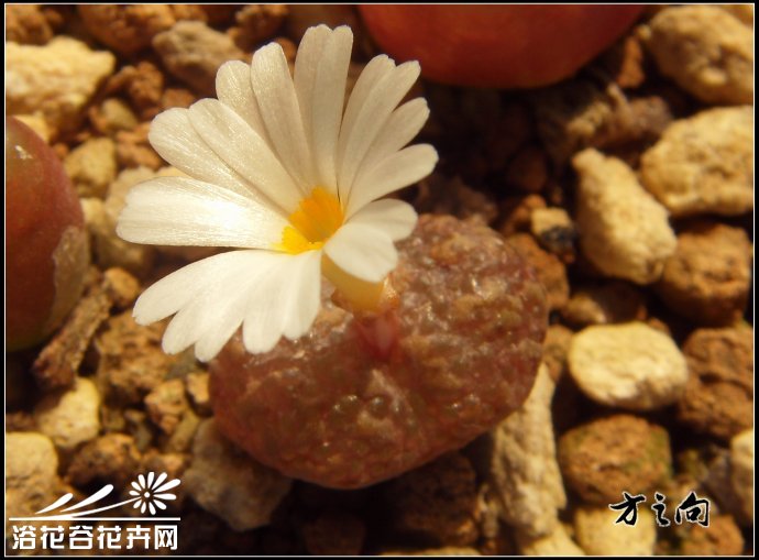 勋章玉Conophytum pellucidum