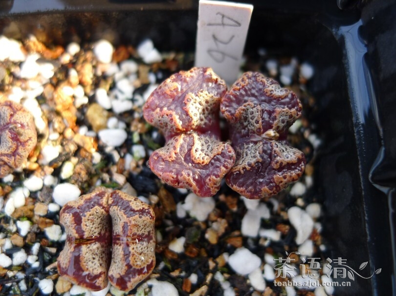 蝴蝶勋章conophytum pellucidum v. terricolor