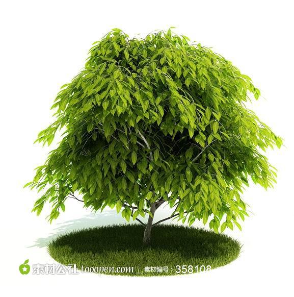 树木模型绿色植物叶类树林3D效果图模型下载