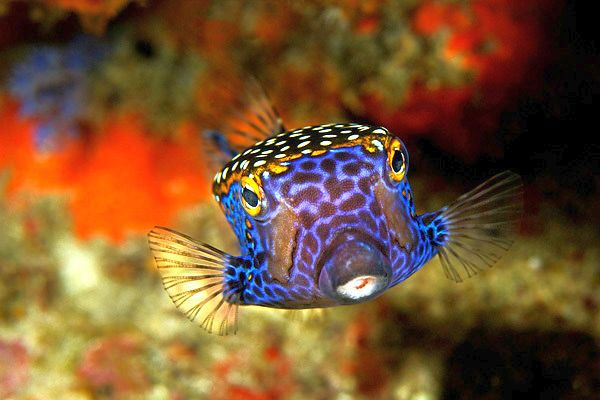 这条可爱的盒子鱼（boxfish）正盯着相机的… - 高清图片，堆糖，美图壁纸兴趣社区