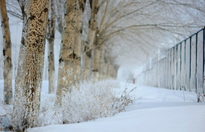 期待一场大雪，埋藏这个秋天我所有的记忆。