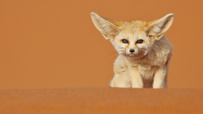 绝对萌物耳廓狐 FennecFox