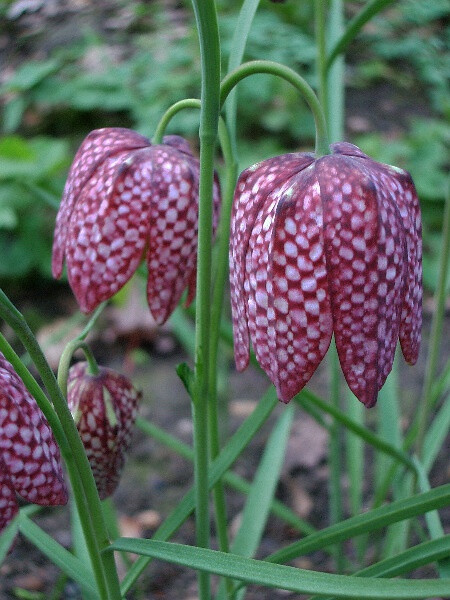 花格贝母 Fritillaria mel...