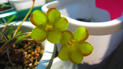 oxalis  namaquensis