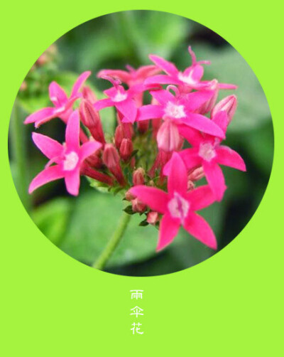 #花笺纪#【雨伞花（Umbrella）】 ❀花语❀ 创作：当时间偷走初衷，留下的只是苦衷。于是我总是呆在一段时光里，怀念另一段时光。 丨12月2日の生日花