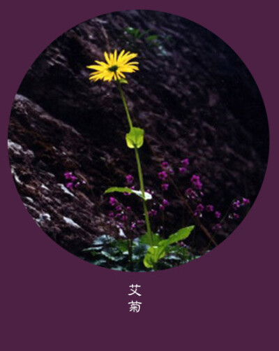 #花笺纪#【艾菊（Tansy）】 ❀花语❀ 和平：岁月极美，在于它必然的流逝。 丨12月1日の生日花