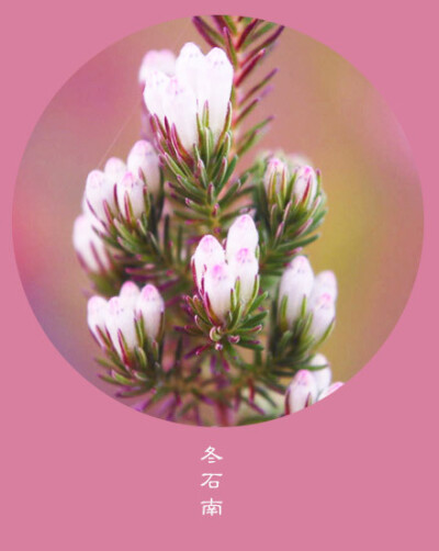 #花笺纪#【冬石南（Winter Heath）】 ❀花语❀ 勇敢：这世界很公平，你想要最好，就一定会给你最痛。 丨11月30日の生日花