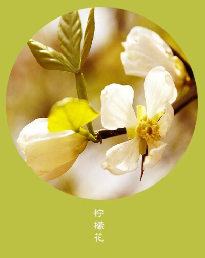 #花笺纪#【柠檬花（Lemon）】 ❀花语❀ 新鲜：有些事情，当我们年轻的时候无法懂得，当我们懂得的时候已不再年轻。 丨11月29日の生日花