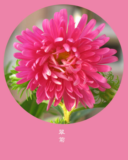 #花笺纪#【翠菊（China Aster）】 ❀花语❀ 追想：不必仰望别人，自己亦是风景。 丨11月28日の生日花