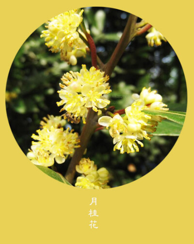 #花笺纪#【月桂花（Laurustinus）】 ❀花语❀ 执着：很多时候，很多东西就在我们以为的永远里，变了。 丨11月27日の生日花