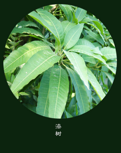 #花笺纪#【漆树（Rhus Cotinus）】 ❀花语❀ 贤明：人生要傻傻地过，才容易幸福。 丨11月25日の生日花