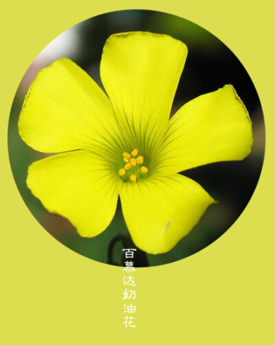 #花笺纪#【 百慕达奶油花（Bermuda Buttercup）】 ❀花语❀ 忽视：我们都渴望被照顾、被爱，在这个关键上，人人都脆弱。 丨11月22日の生日花