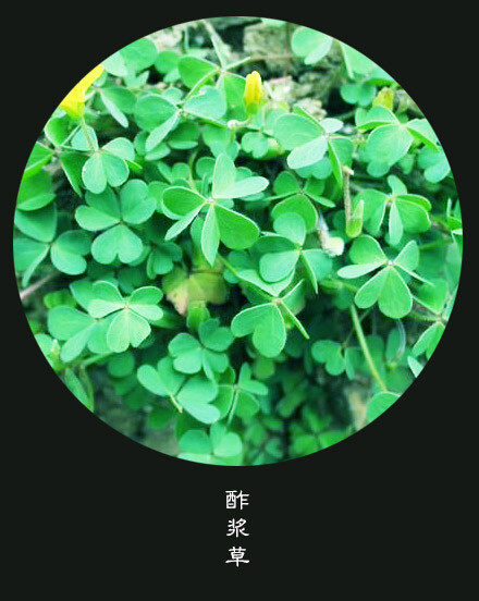 #花笺纪#【 酢浆草（Pink-flowered Wood Sorrel）】 ❀花语❀ 辛辣：生活不是等待暴风雨过去，而是要学会在雨中跳舞。 丨11月21日の生日花