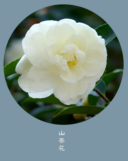 #花笺纪#【山茶花（Camellia）】 ❀花语❀含蓄：回忆，有时令你灿若桃花，有时令你潸然泪下 丨11月11日の生日花