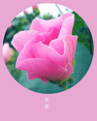 #花笺纪#【芙蓉（Cotton Rose）】 ❀花语❀纤细：一无所知的世界，走下去，才有惊喜 丨11月10日の生日花