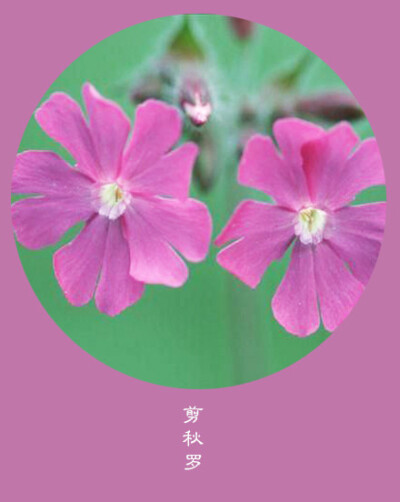 #花笺纪#【剪秋罗（Lychnis Flos-Cuculi）】 ❀花语❀机智：世上没有绝对幸福的人，只有不肯快乐的心 丨11月9日の生日花