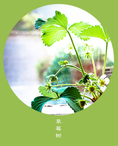 #花笺纪#【草莓树（Strawberry Tree）】 ❀花语❀悲伤：谁都可以说爱你，但不是人人都能等你。 丨11月4日の生日花