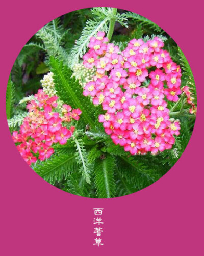 #花笺纪#【西洋樱草（Common Primrose） 】 ❀花语❀雅致：我们要在安静中，不慌不忙的坚强。 丨11月3日の生日花