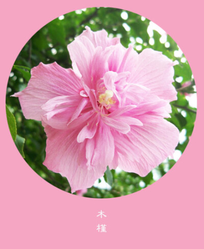 #花笺纪#【木槿（Rose Sharon）】 ❀花语❀坚强：人生没有什么事是一定的。都是在碰，在等，在慢慢寻找。 丨10月28日の生日花