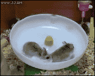 看谁跑的快哈哈哈