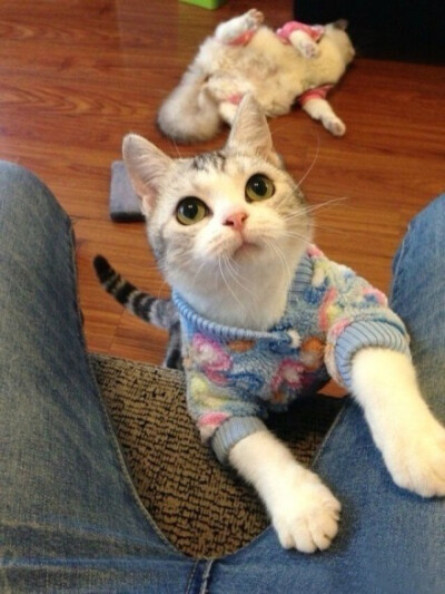 大眼短腿起司猫，炯炯有神的天然呆。