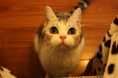 大眼短腿起司猫，炯炯有神的天然呆。