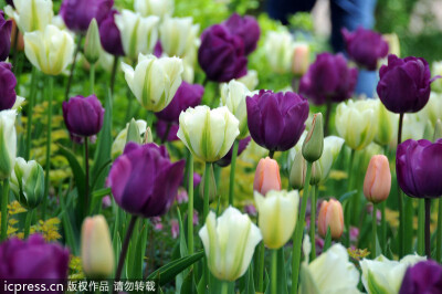 荷兰库肯霍夫公园的郁金香。