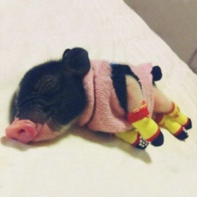 迷你猪、太萌了！/net