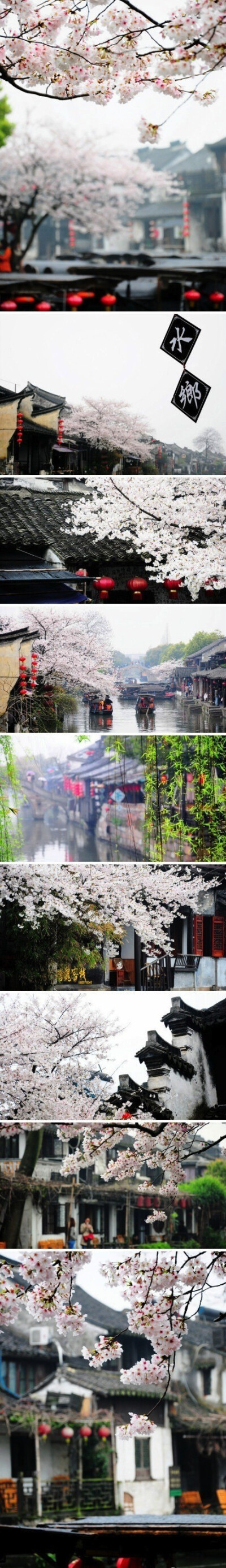 【嘉兴】烟雨西塘，追寻这一季的樱花雨……