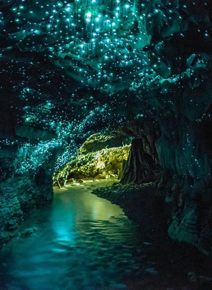 glowwormcavenewzealand