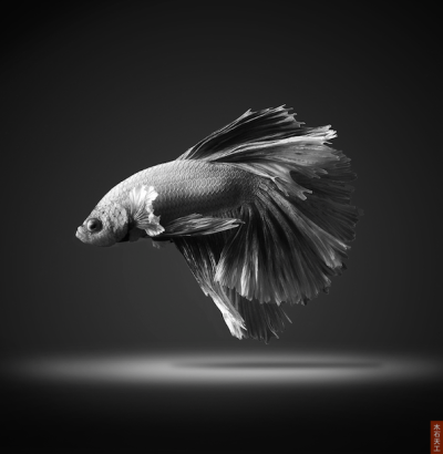 Siamese Fighting Fish —— 华鱼落雁