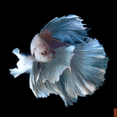 Siamese Fighting Fish —— 华鱼落雁