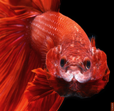 Siamese Fighting Fish —— 华鱼落雁