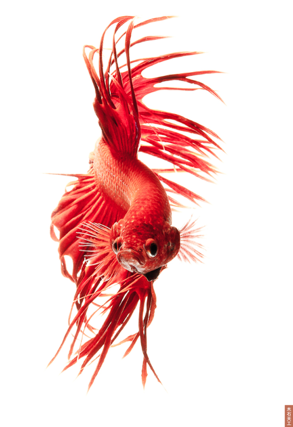 Siamese Fighting Fish —— 华鱼落雁