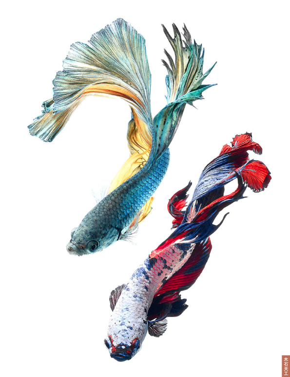 Siamese Fighting Fish —— 华鱼落雁