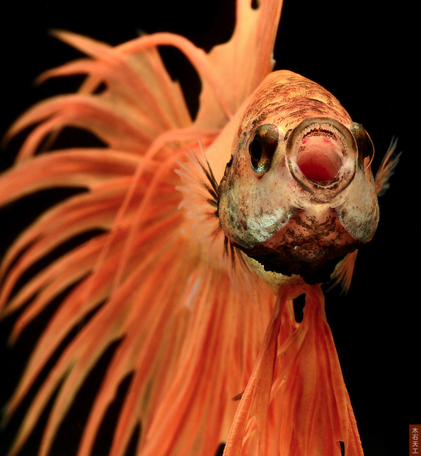 Siamese Fighting Fish —— 华鱼落雁