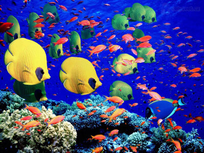 红海——有大量独特的海洋生物及专有的珊瑚礁生态系统，为潜水者提供不一样的经验。