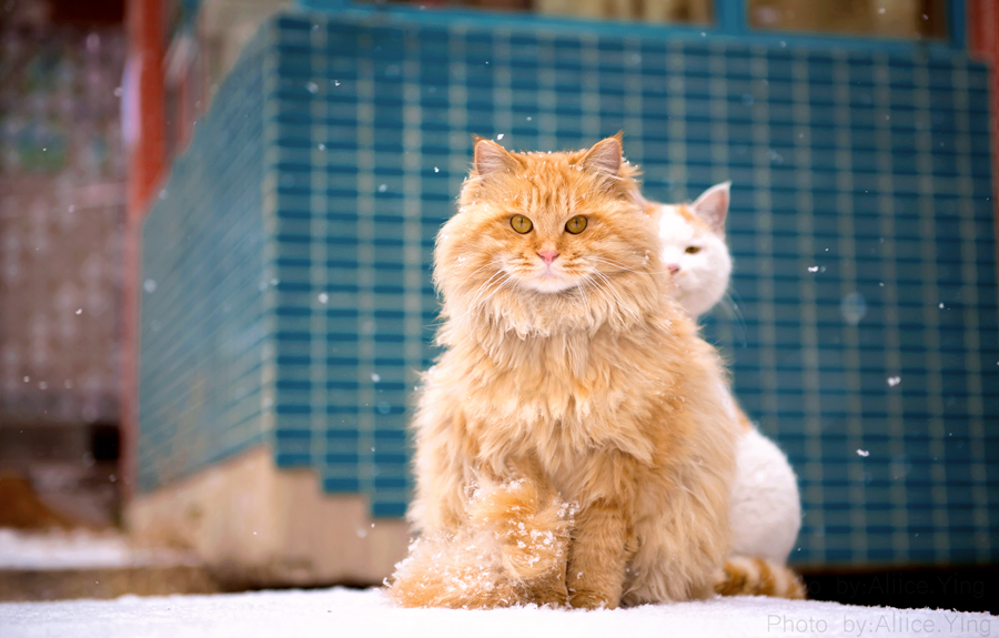 雪地里的猫猫咪