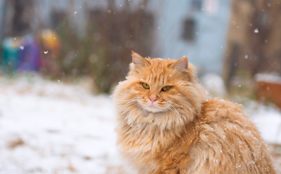 雪地里的猫猫咪