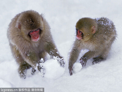 日本雪猴团雪球打雪仗还泡温泉 乐享冬天好不快活