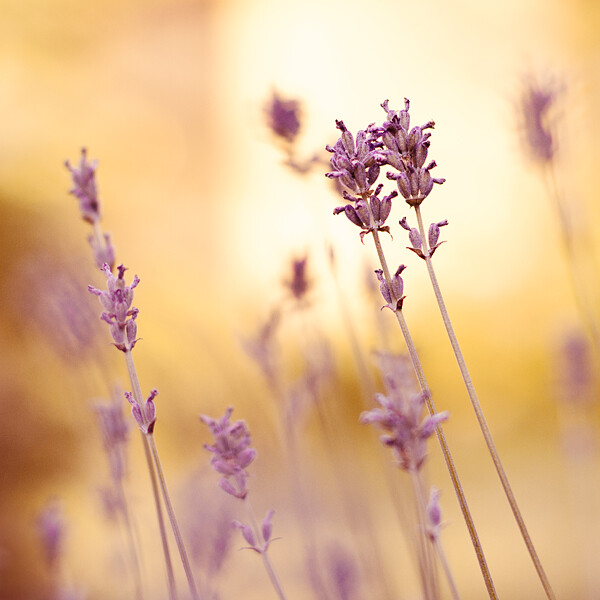 evenings of lavender. by miezeTatze