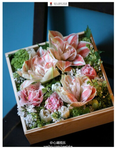 朱顶红鲜花花盒，橘粉色的斑纹花瓣给花盒增添了一抹奇妙。