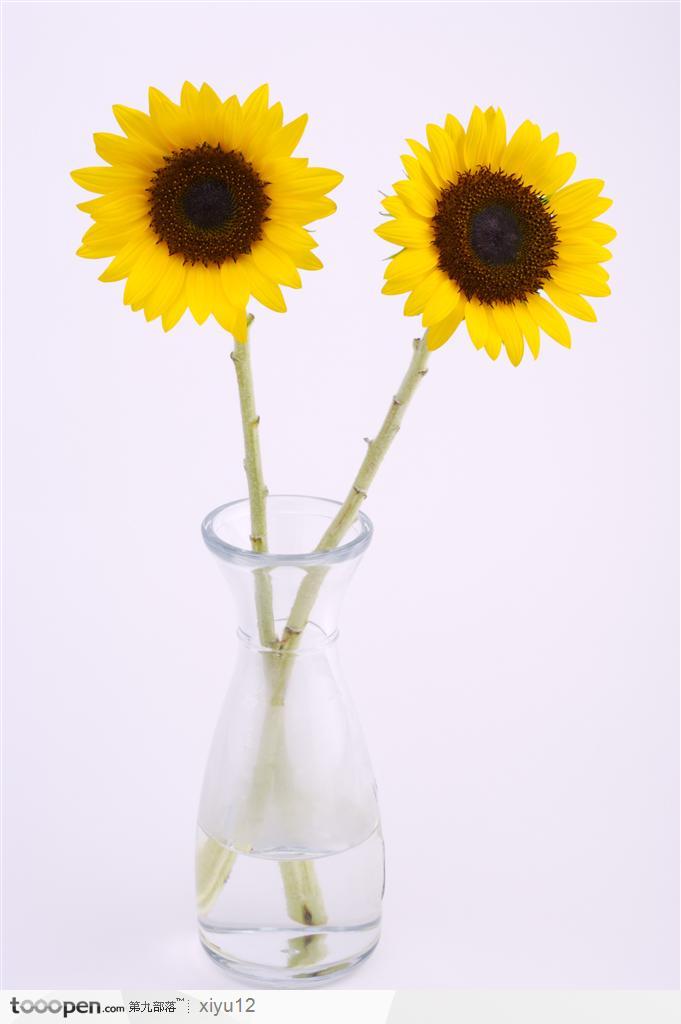 金色向日葵背景图片,杯中两朵向日葵高清图片素材下载