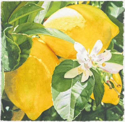 透明水彩：晒在水果上的阳光，清新而温暖。丨来自美国画家Cara Brown。